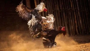 Kỹ thuật quan sát lối đá qua video trực tiếp